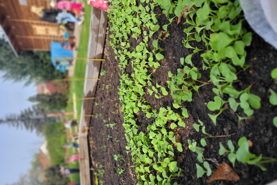 Sejeme, sázíme, klíčíme a pěstujeme microgreens 1