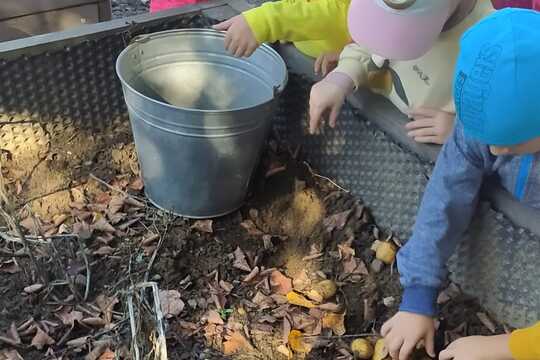 Sklízíme brambory a dýně z našich záhonků 1