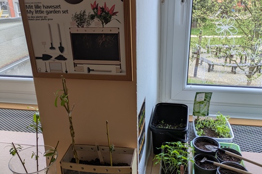 Poznáváme bylinky a květinky Poznáváme bylinky a květinky 1