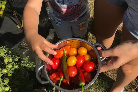 Summer Harvest 1