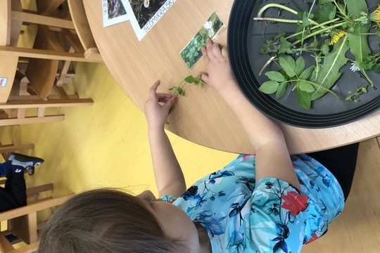 Poznáváme bylinky a květinky Poznáváme bylinky a květinky 1