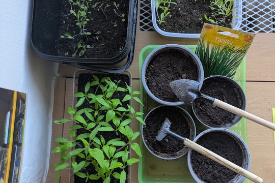 Poznáváme bylinky a květinky Poznáváme bylinky a květinky 1