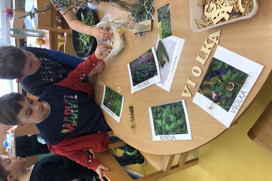 Poznáváme bylinky a květinky Poznáváme bylinky a květinky 1