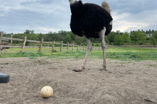 Výlet na pštrosí farmu a MŠ v Židovicích 1