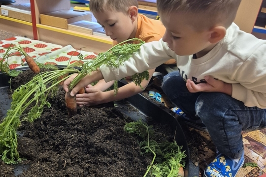 Sovičky z MŠ Dukelských hrdinů - sklizeň zeleniny 1