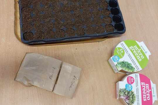 Microgreens 1