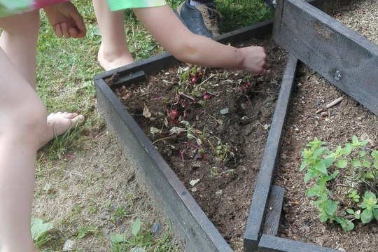 Náše záhonky Náše záhonky 1