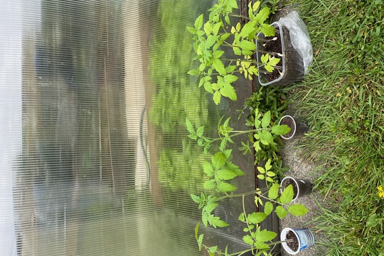 zasadili jsme sazeničky rajčátek 1